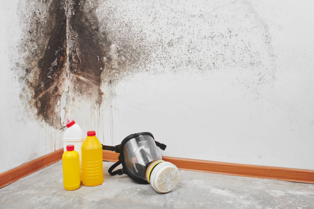 Best Emergency Mold Removal  in Oak Harbor, OH