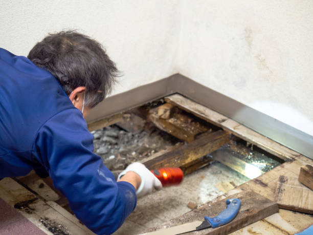Best Mold Damage Repair  in Oak Harbor, OH