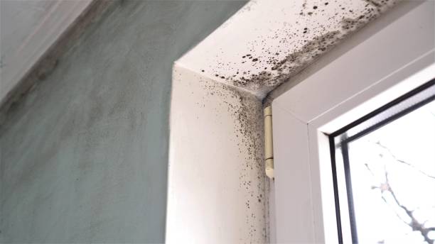 Best Black Mold Removal  in Oak Harbor, OH