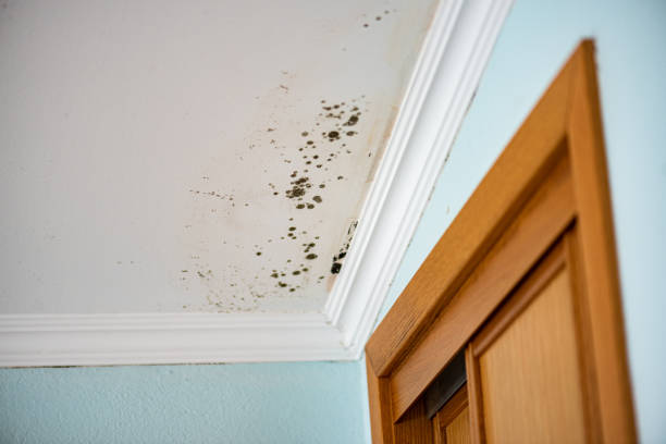 Best Mold Testing  in Oak Harbor, OH