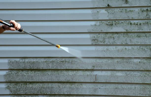 Professional Mold Removal in Oak Harbor, OH