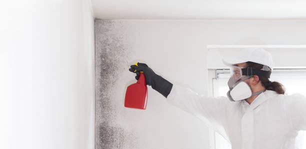 Best Office Mold Removal Services  in Oak Harbor, OH