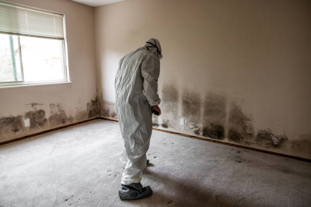 Mold Removal Process in Oak Harbor, OH