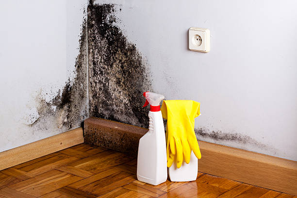 Best Local Mold Removal Service  in Oak Harbor, OH