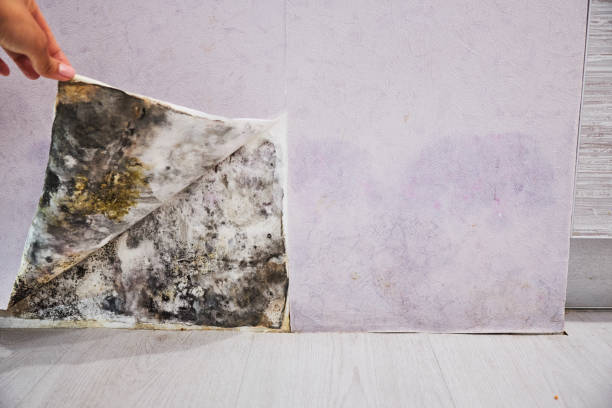 Best Attic Mold Removal  in Oak Harbor, OH